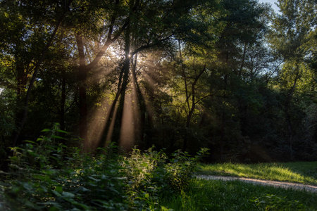 Forest naturescape. Firs, bushes and green grass. Sunlight, Photoの写真素材