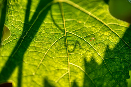 A Close up view of a Vineyard on a hill at sunset - Dolenjska, Sloveniaの写真素材