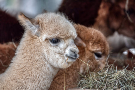 Funny alpaca with mouth full of grass. ZOO Ljubljanaの写真素材