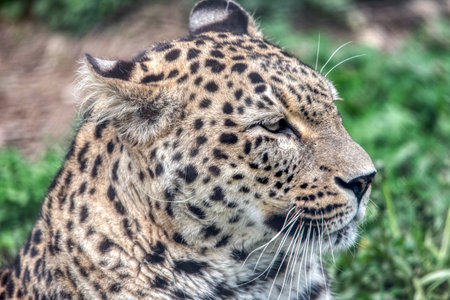 Persian leopard (Panthera pardus saxicolor), known as the Caucasian leopardの写真素材
