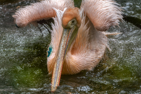 Pelican that has just landed on water surface in zoo ljubljanaの写真素材