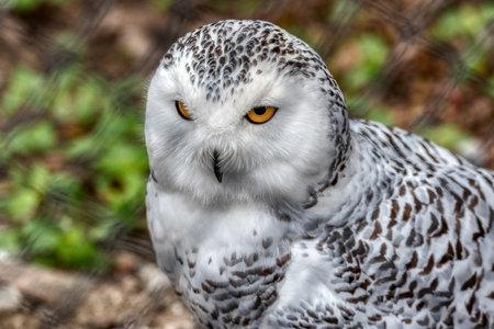 portrait of a beautiful snowy owl in zoo Ljubljanaの写真素材