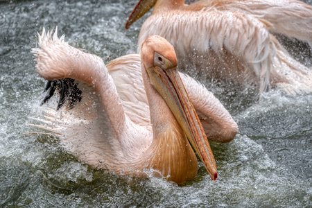 Pelican that has just landed on water surface in zoo ljubljanaの写真素材