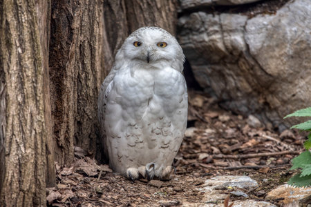 portrait of a beautiful snowy owl in zoo Ljubljanaの写真素材