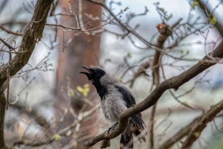 Hooded crow (Corvus cornix) in the wild in Sloveniaの写真素材