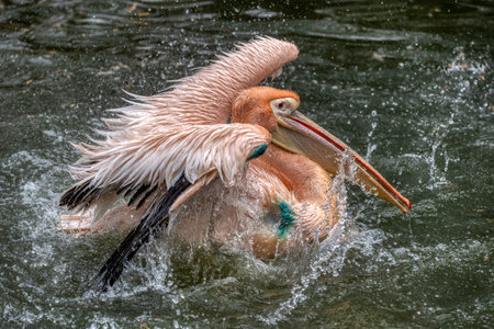 Pelican that has just landed on water surface in zoo ljubljanaの写真素材
