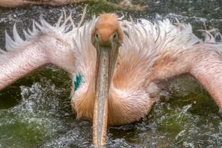 Pelican that has just landed on water surface in zoo ljubljanaの写真素材
