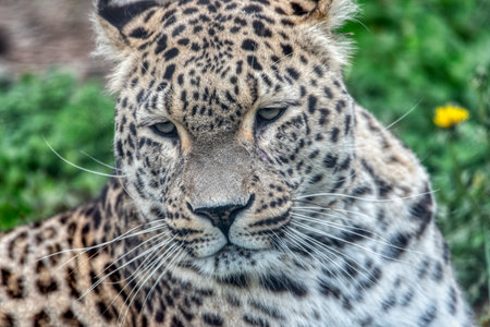 Persian leopard (Panthera pardus saxicolor), known as the Caucasian leopardの写真素材