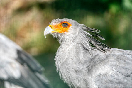 Portrait of the fascinating Secretary bird, a large predatory bird that mostly stays on the ground.の写真素材