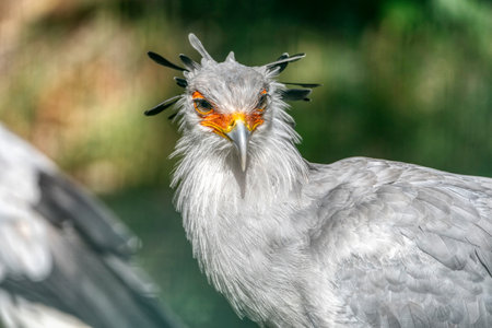 Portrait of the fascinating Secretary bird, a large predatory bird that mostly stays on the ground.の写真素材