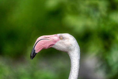 Pink famingo with yellow eyes in waterの写真素材