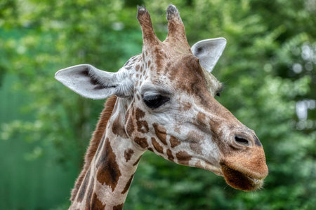Giraffe head close-up. Deatiled view of african wildlife.の写真素材