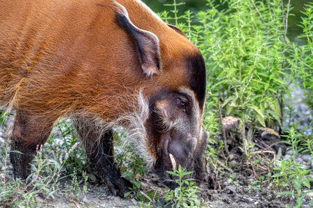 Red River Hog. a mostly nocturnal animal seen in rainforests, this hog likes swamp areas, and mostly look for food as a group at night, and are omnivorous.の写真素材