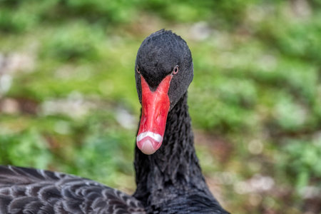 Black swan swimming by the lake. Close-up portrait.の写真素材