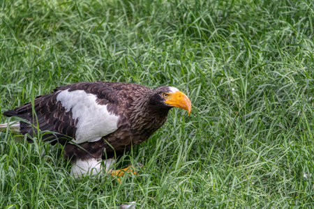 Close up of a Steller's Sea Eagle (Haliaeetus pelagicus). Portrait Of A Stellar's Sea Eagleの写真素材