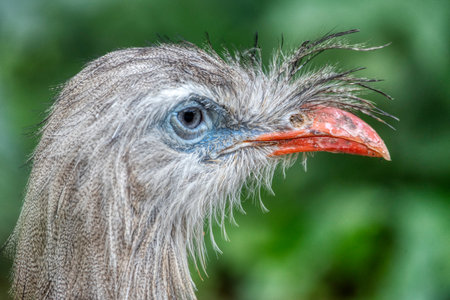 Red-legged Seriema, Cariama cristata. Typical bird from Brazil nature. Bird in the grass meadow, long red leg. Traveling in South America.の写真素材