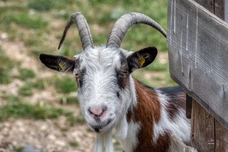 A goat looks at us. goat with horn at green pastureの写真素材