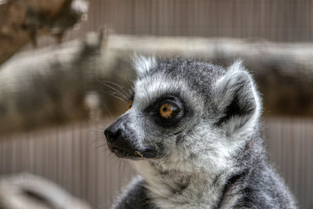 Ring-tailed lemur or lemur catta with open eyes wide open.の写真素材