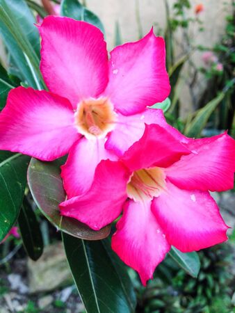 Fully bloom flower.の素材