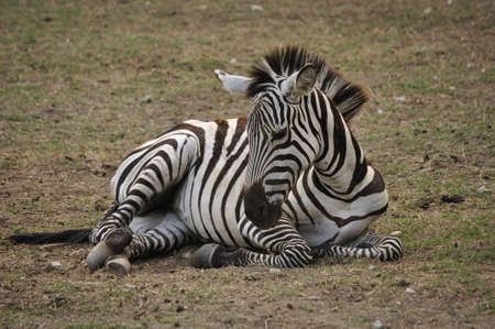 Zebra resting at afternoonの写真素材