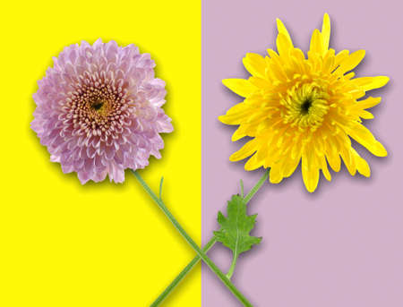 Two flowers in oposit color backgroundの写真素材