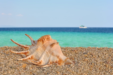 Summer scene #4 Sea shell on the beach