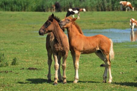 two beautiful foals on the lawnの写真素材