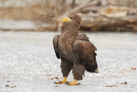 White-tailed eagle