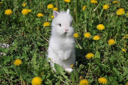 little white bunny in the flowersの写真素材