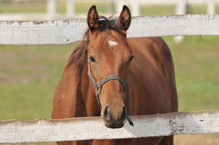 horses on the pasture
