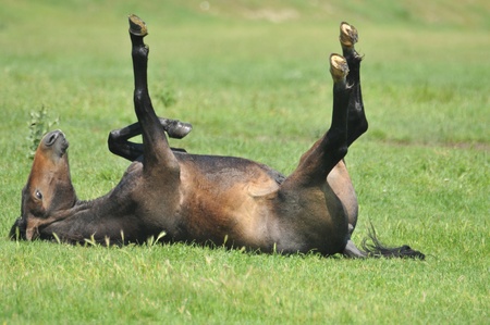 stallion in a meadowの写真素材