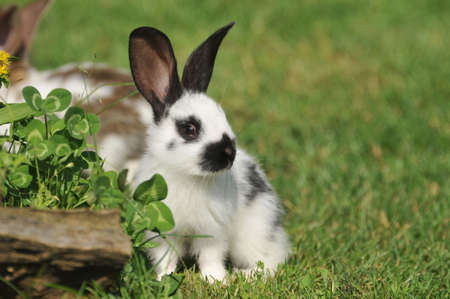 beautiful rabbit on the grass