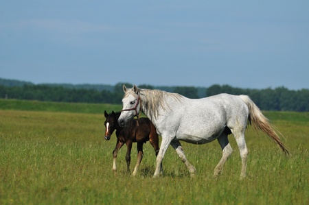 mare and foalの写真素材