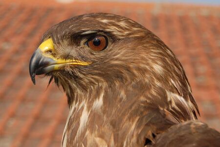 buzzard eagle の写真素材