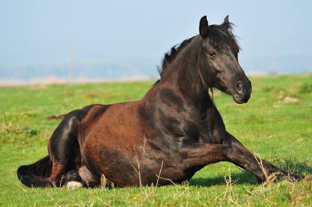 stud on the fieldの写真素材