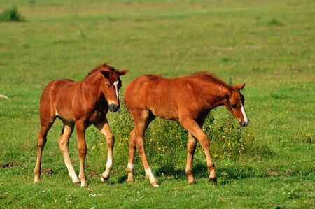 two foals running around the meadowの写真素材