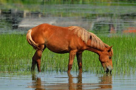 Horses at watering holeの写真素材