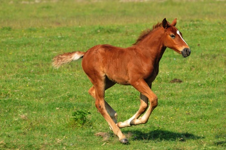 foal in the meadowの写真素材