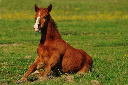  foal in the meadowの写真素材