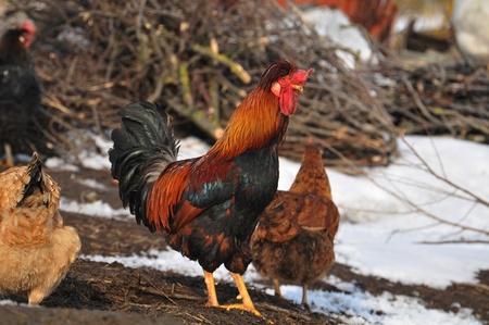 roosterの写真素材