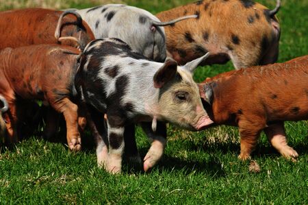 pigs on the grassの写真素材