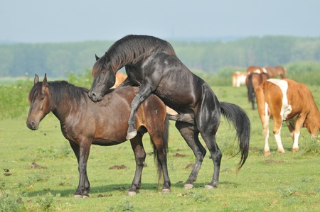 horses matingの写真素材