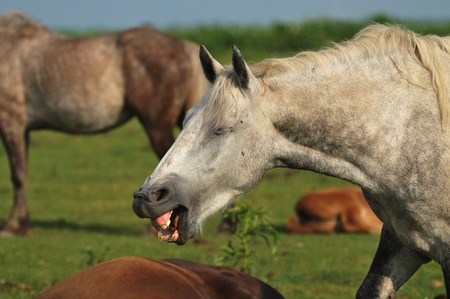 horse laughの写真素材
