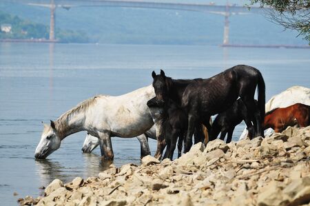 Horses drink waterの写真素材