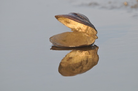 Shell on sandの写真素材