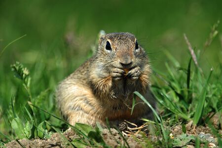 marmotの写真素材