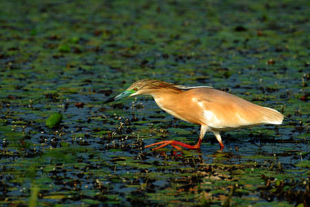small white heron