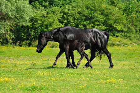  mare and foalの写真素材
