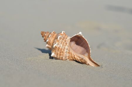 Shell on sand