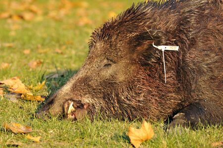 hunted wild pigsの写真素材